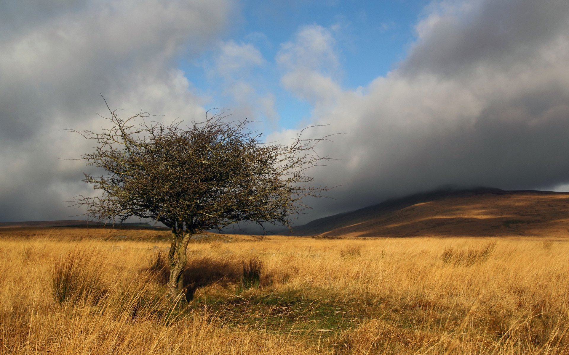 hierba campo árbol ramas nubes sol