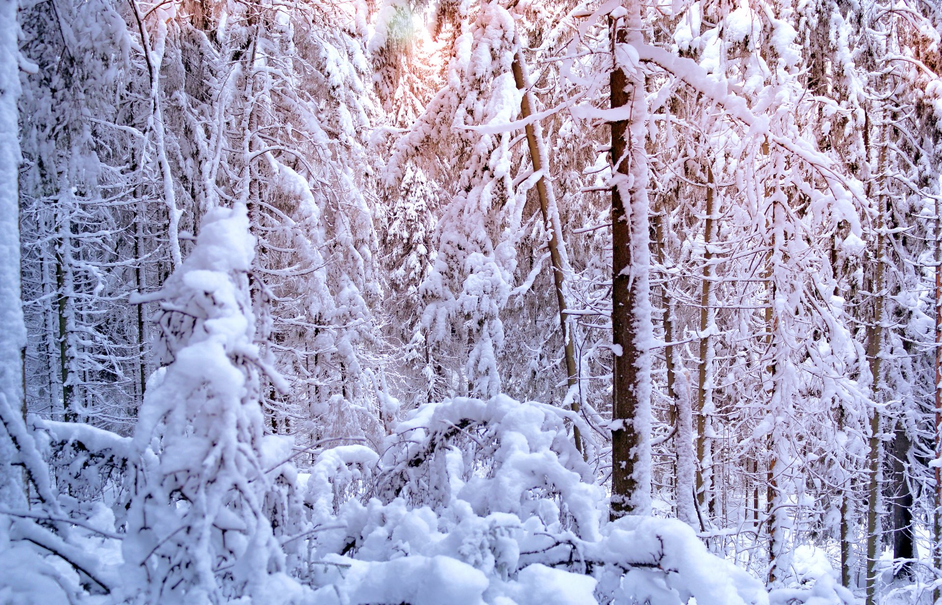 hiver arbres épinette pin forêt neige arbres de noël soleil lumière hiver pin arbre