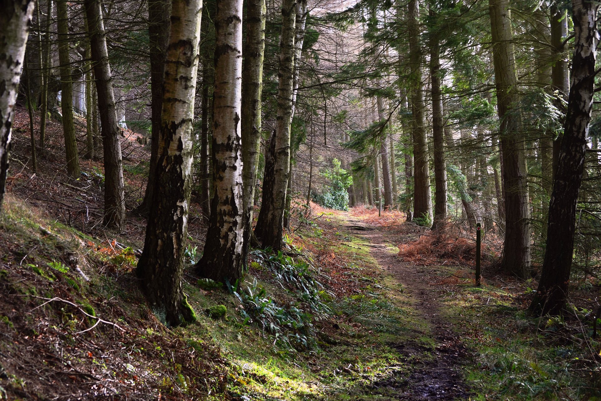 pendenza foresta sentiero