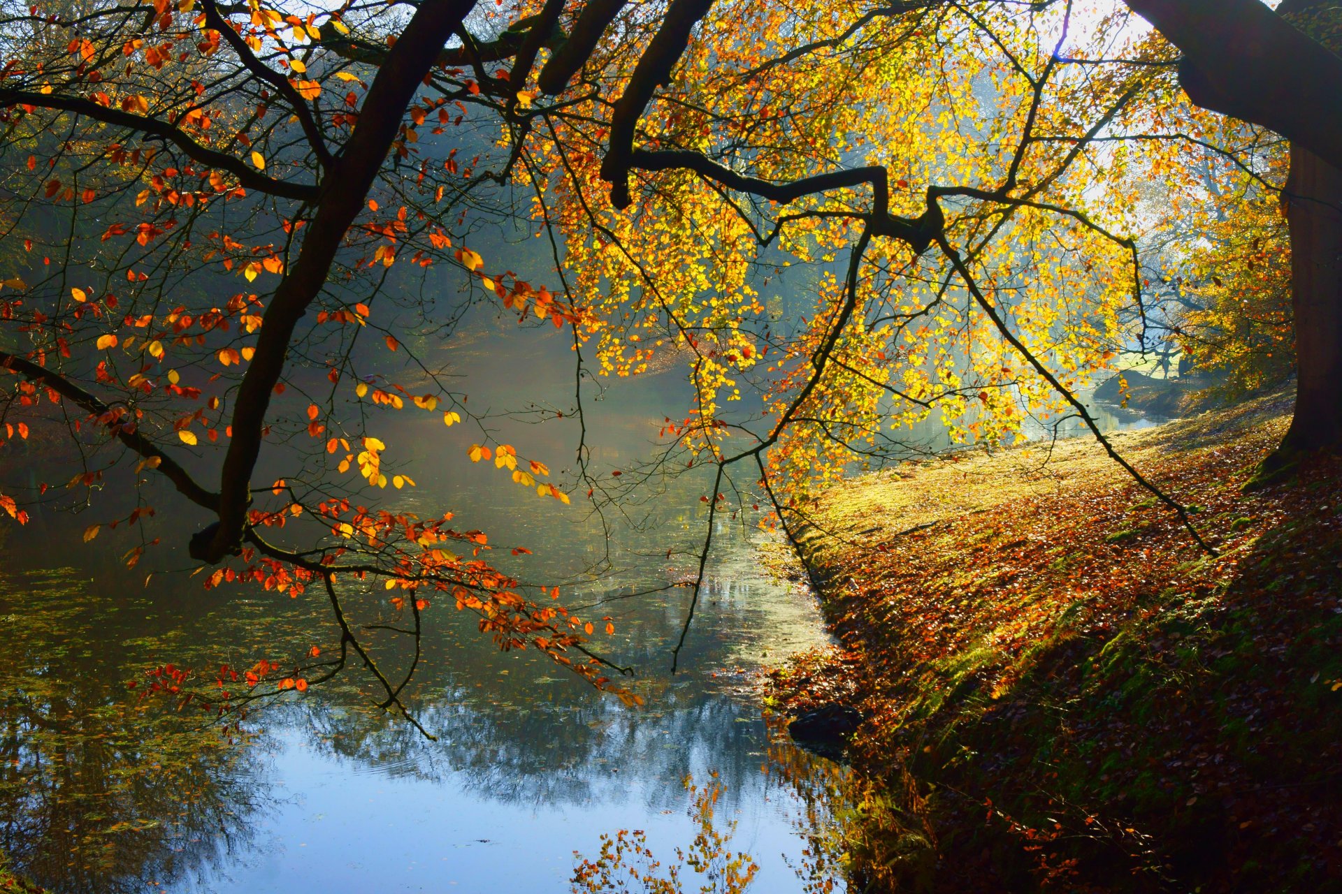 nature landscape forest trees autumn river autumn view