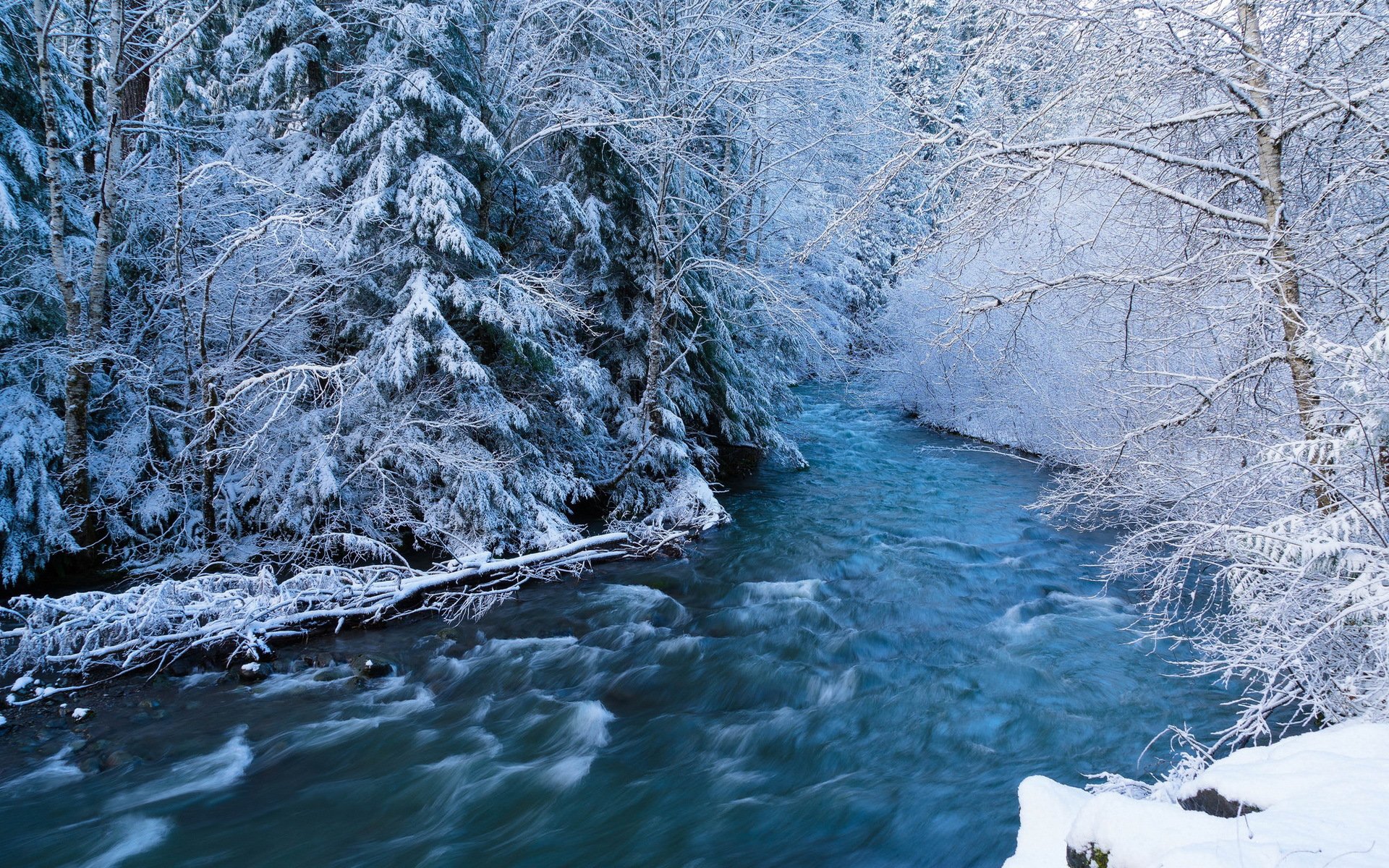 forest river feed snow winter