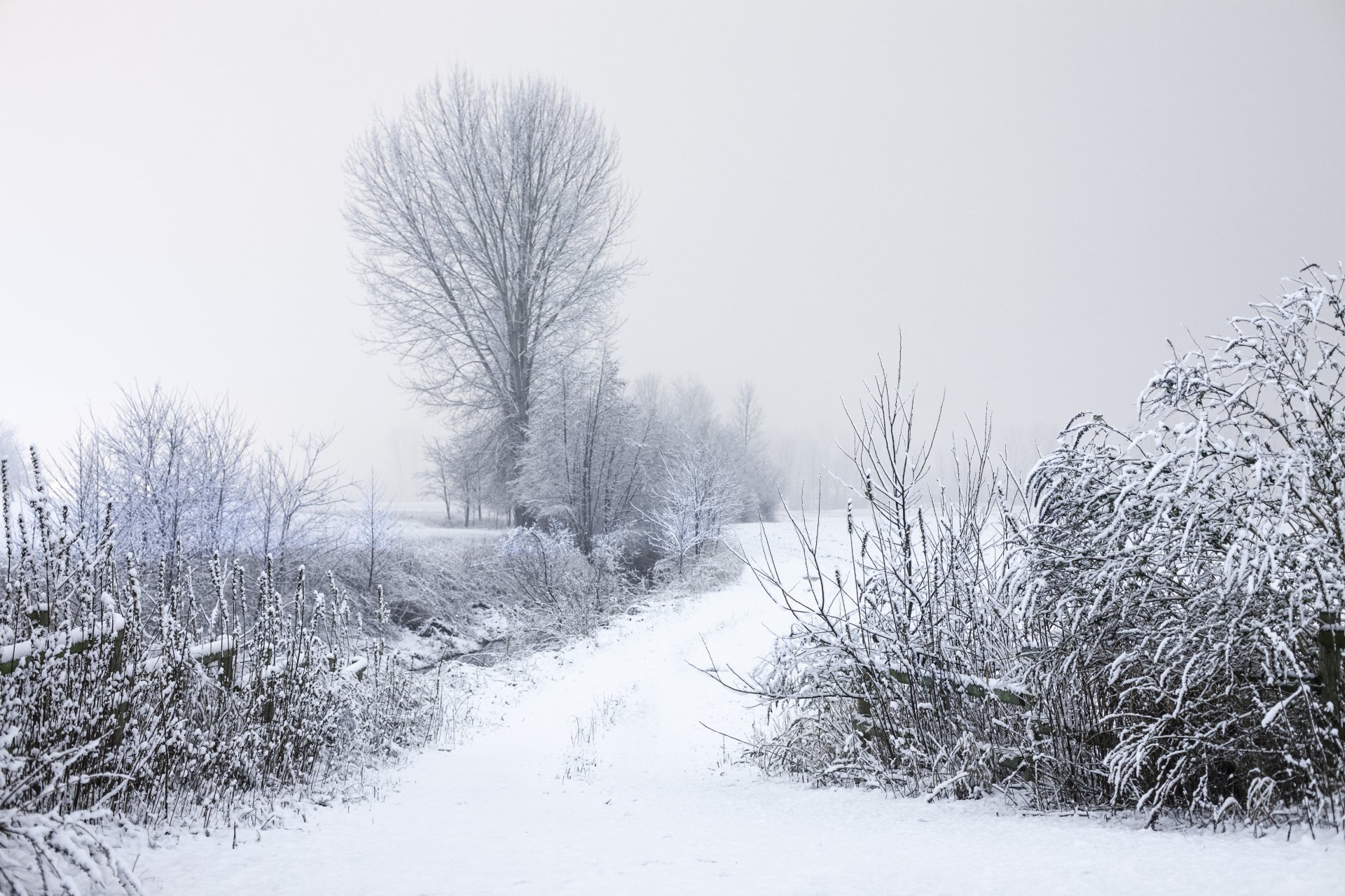 now winter frost tree bush branches road nature