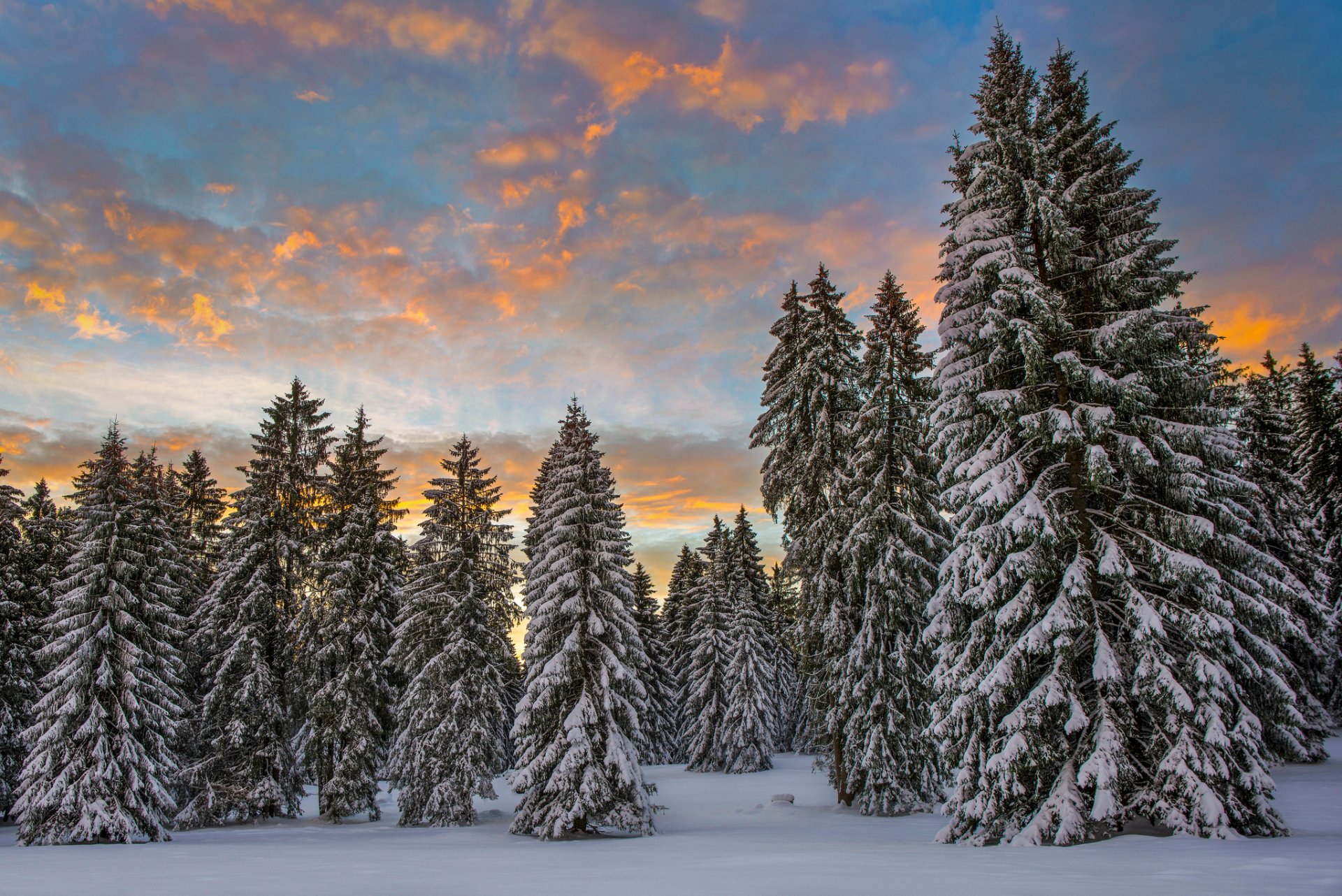 suisse hiver neige forêt épinette matin nuages