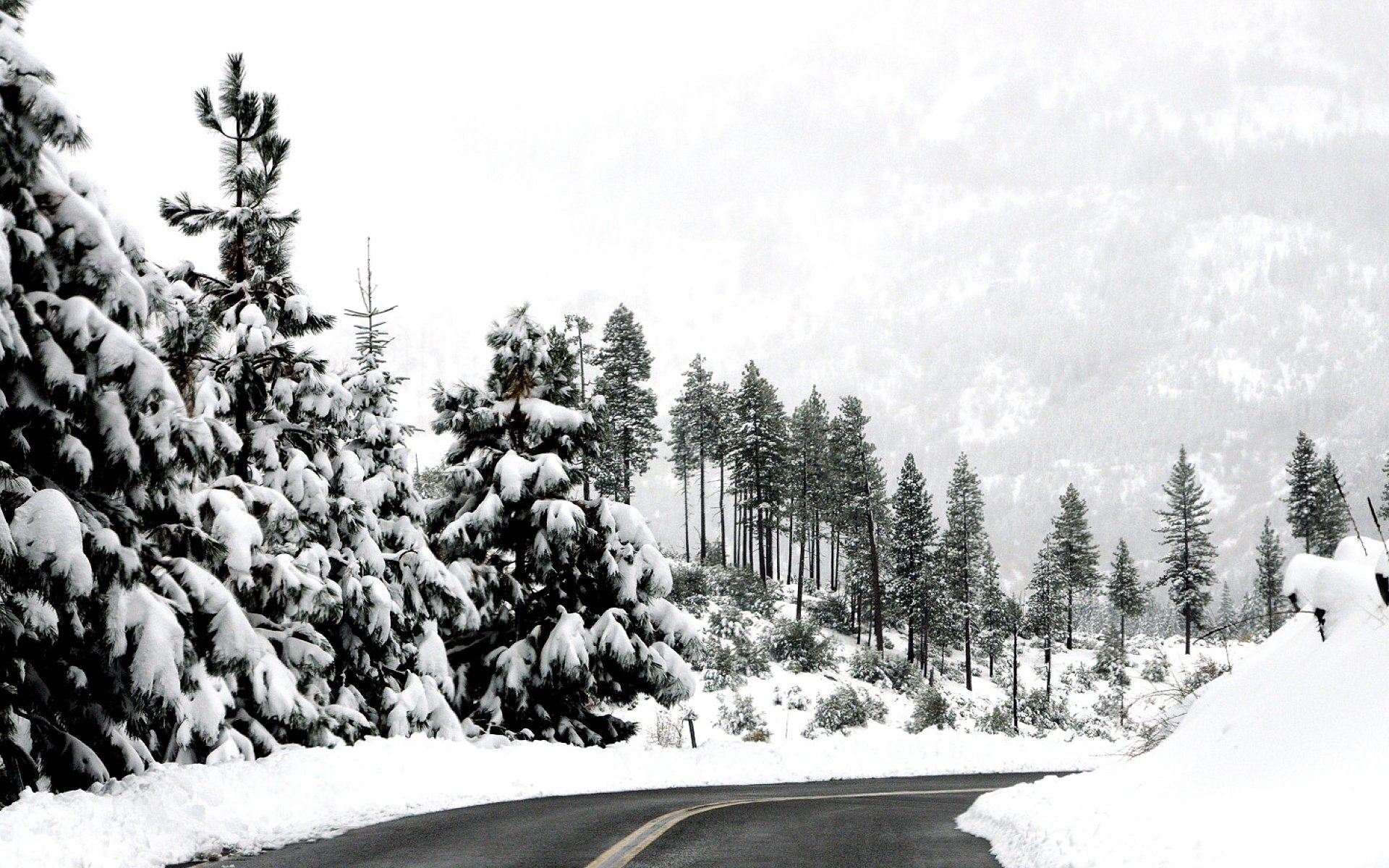 bosque invierno carretera nieve