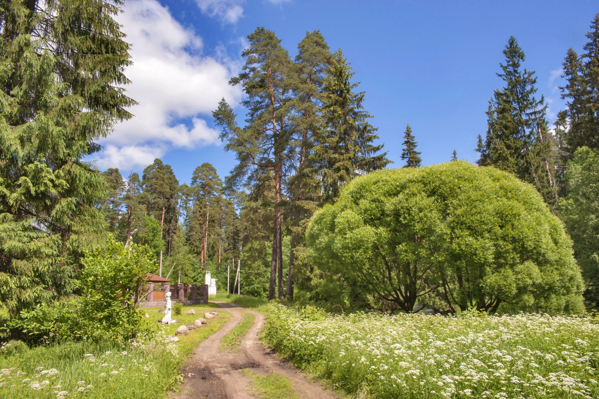 russland park leningrader gebiet bäume wanderweg natur foto