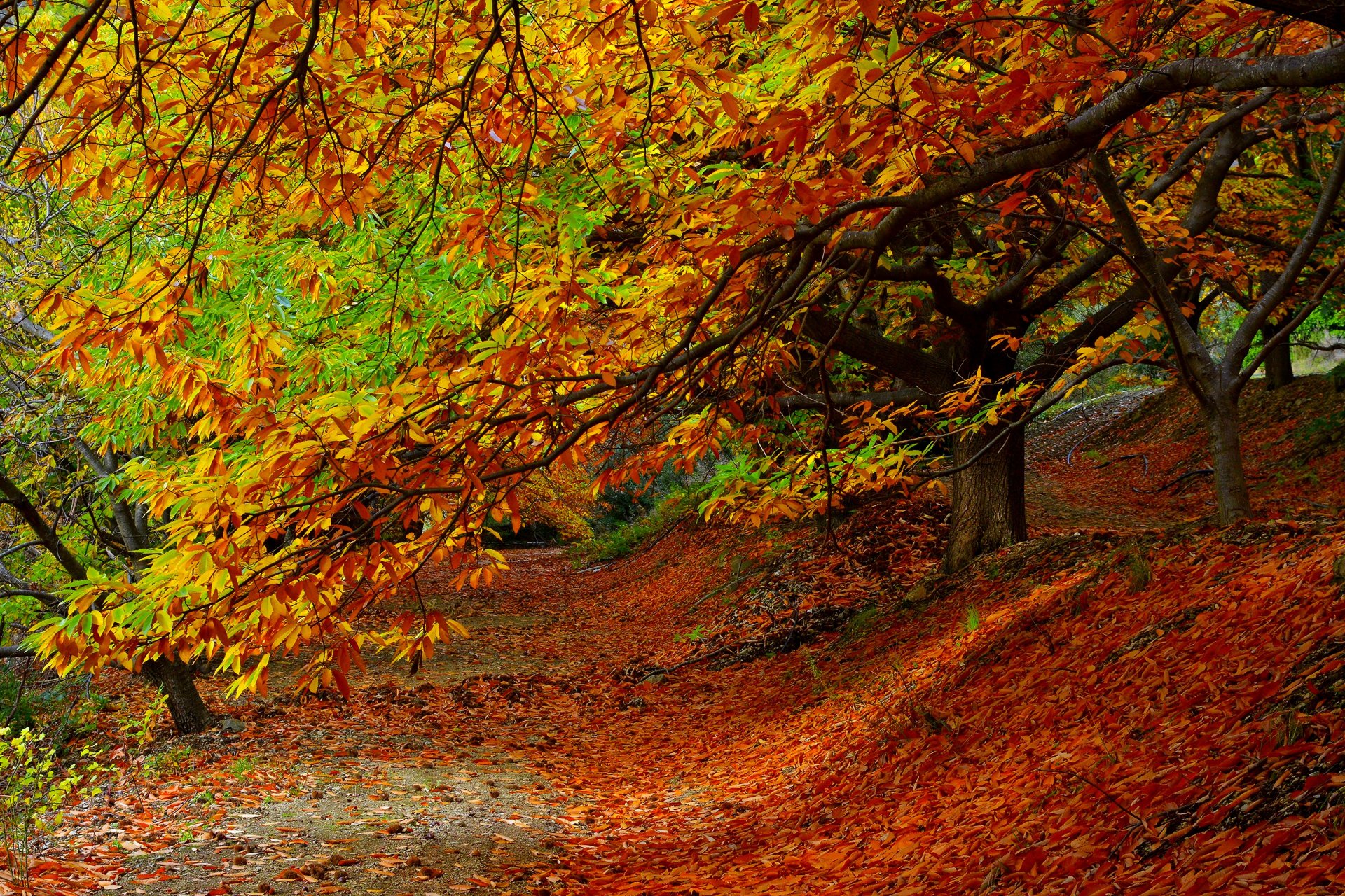 nature forest park trees leaves colorful road autumn fall colors walk