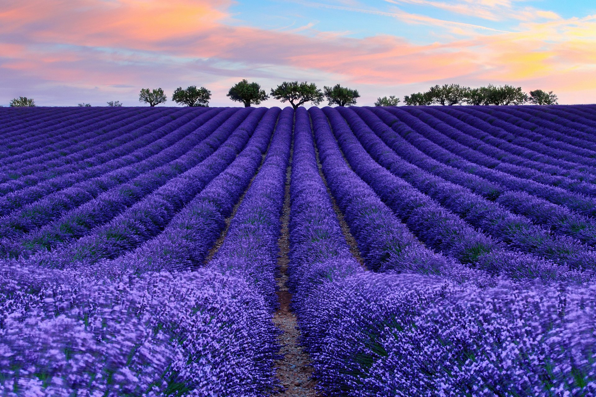 france provence the field lavender flower tree sky cloud