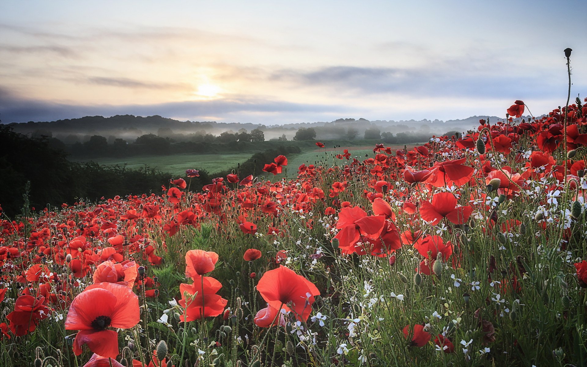 poppies the field morning landscape nature