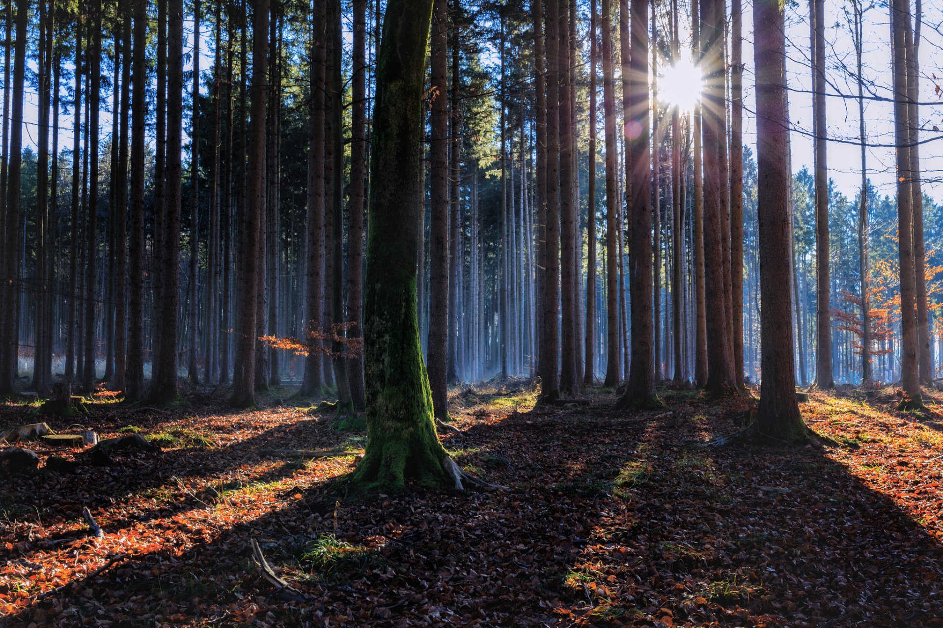 autumn forest sun rays light shadow