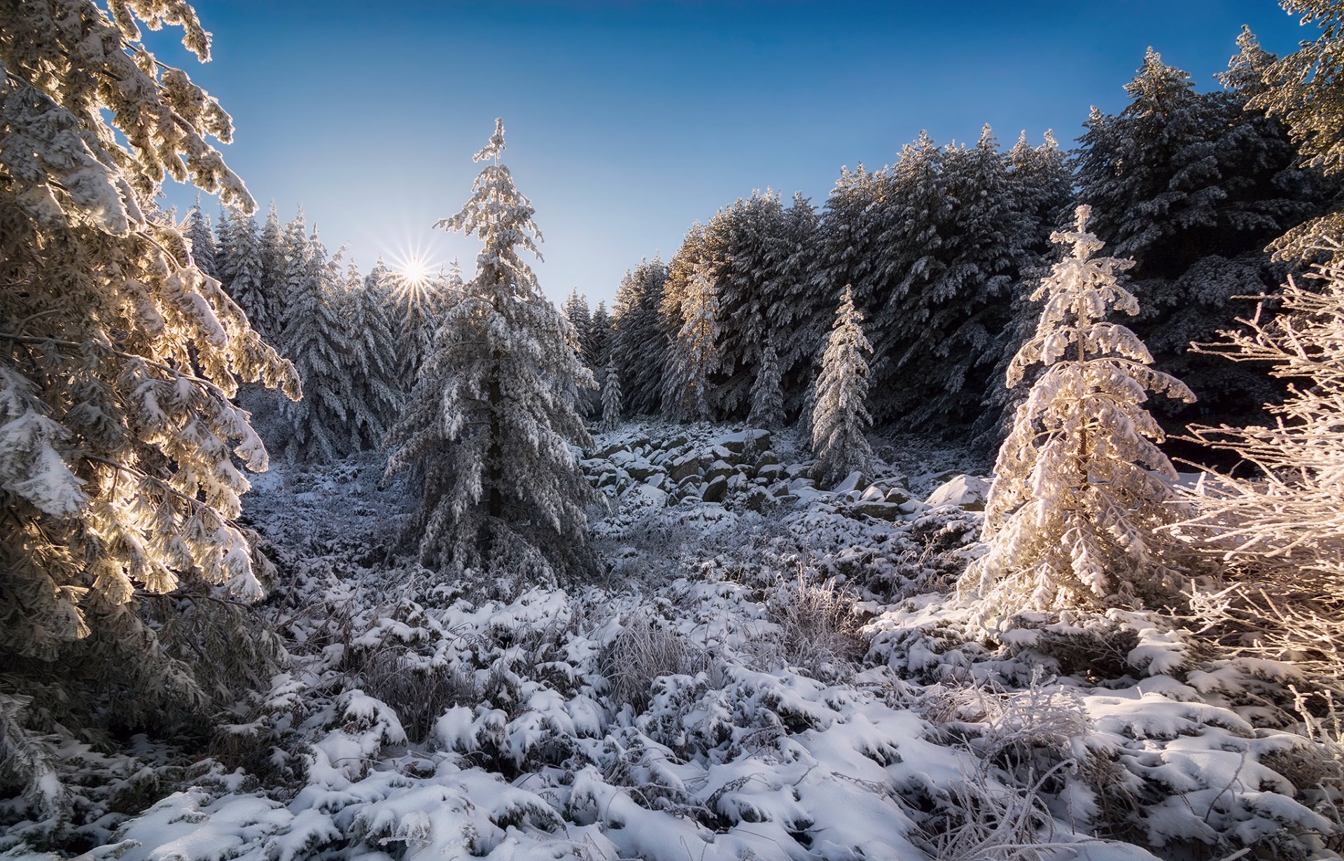 bulgarien bergmassiv vitosha wald schnee sonne herbst november