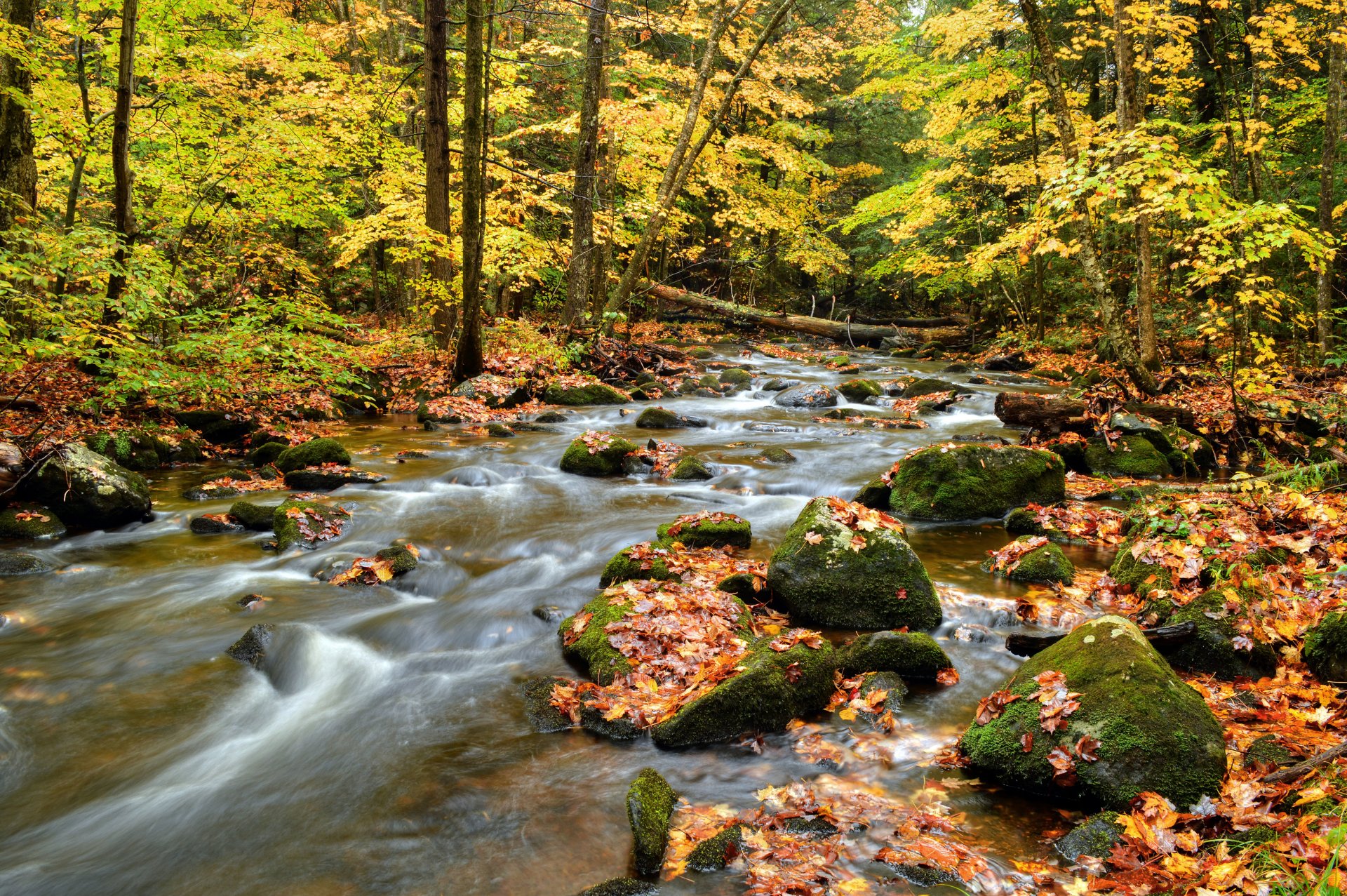 foresta alberi fiume pietre flusso foglie autunno