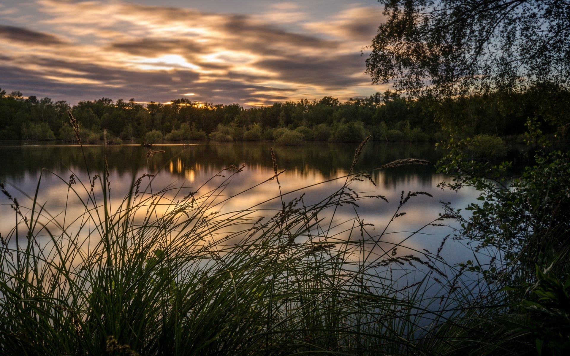 forest lake summer