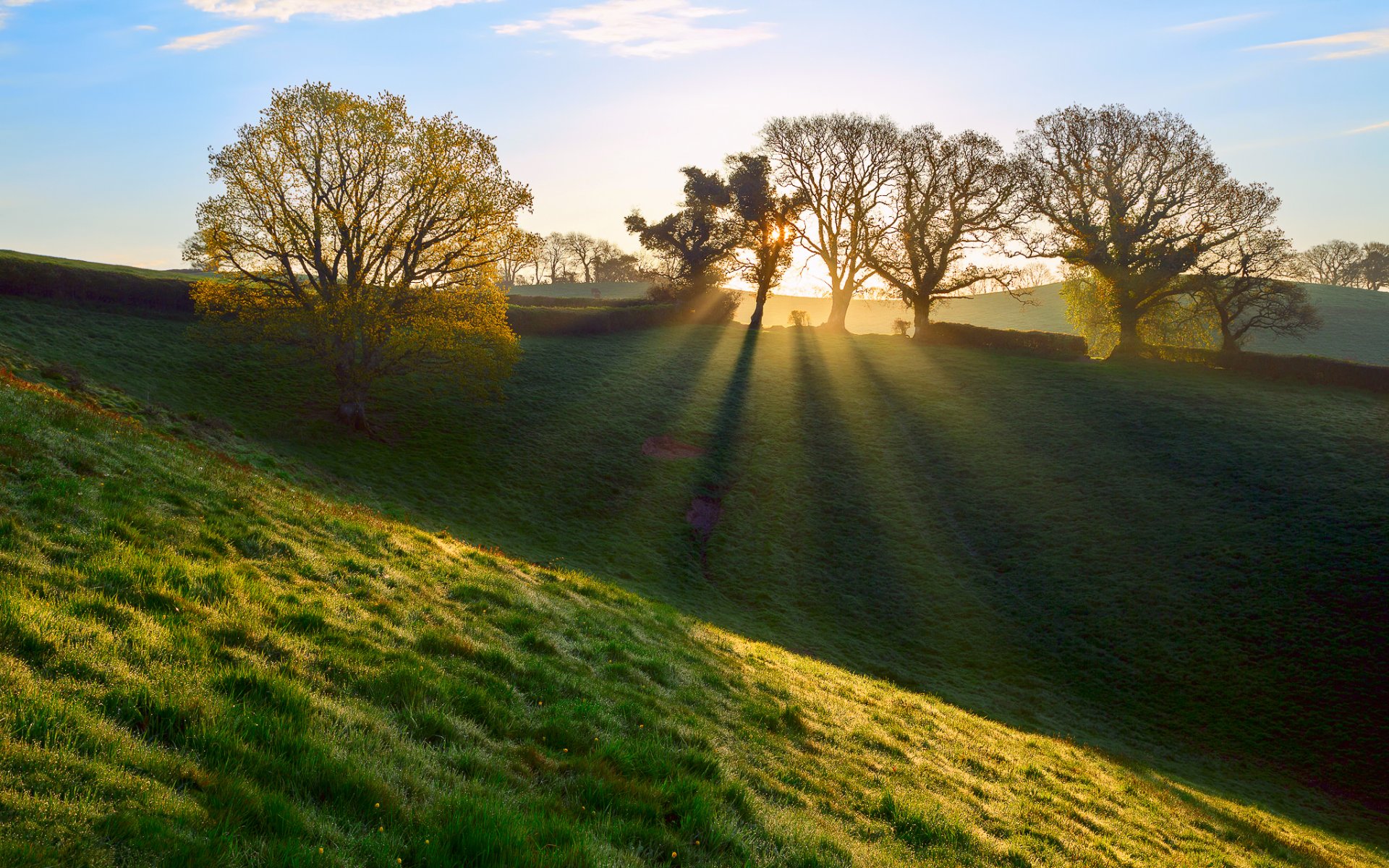 england großbritannien devon county morgen gras tau strahlen licht frühling april