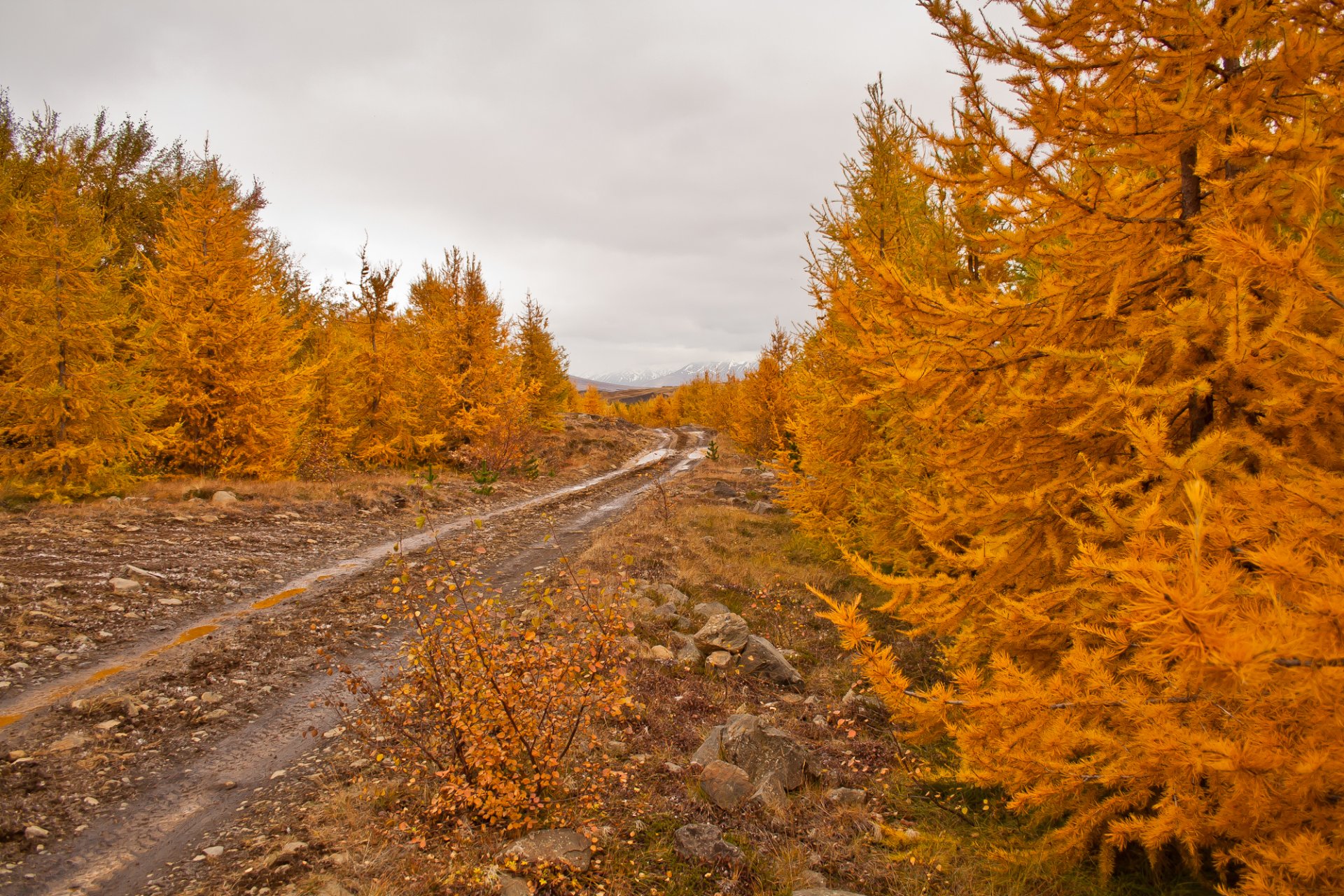 automne arbres feuilles route ciel pierres