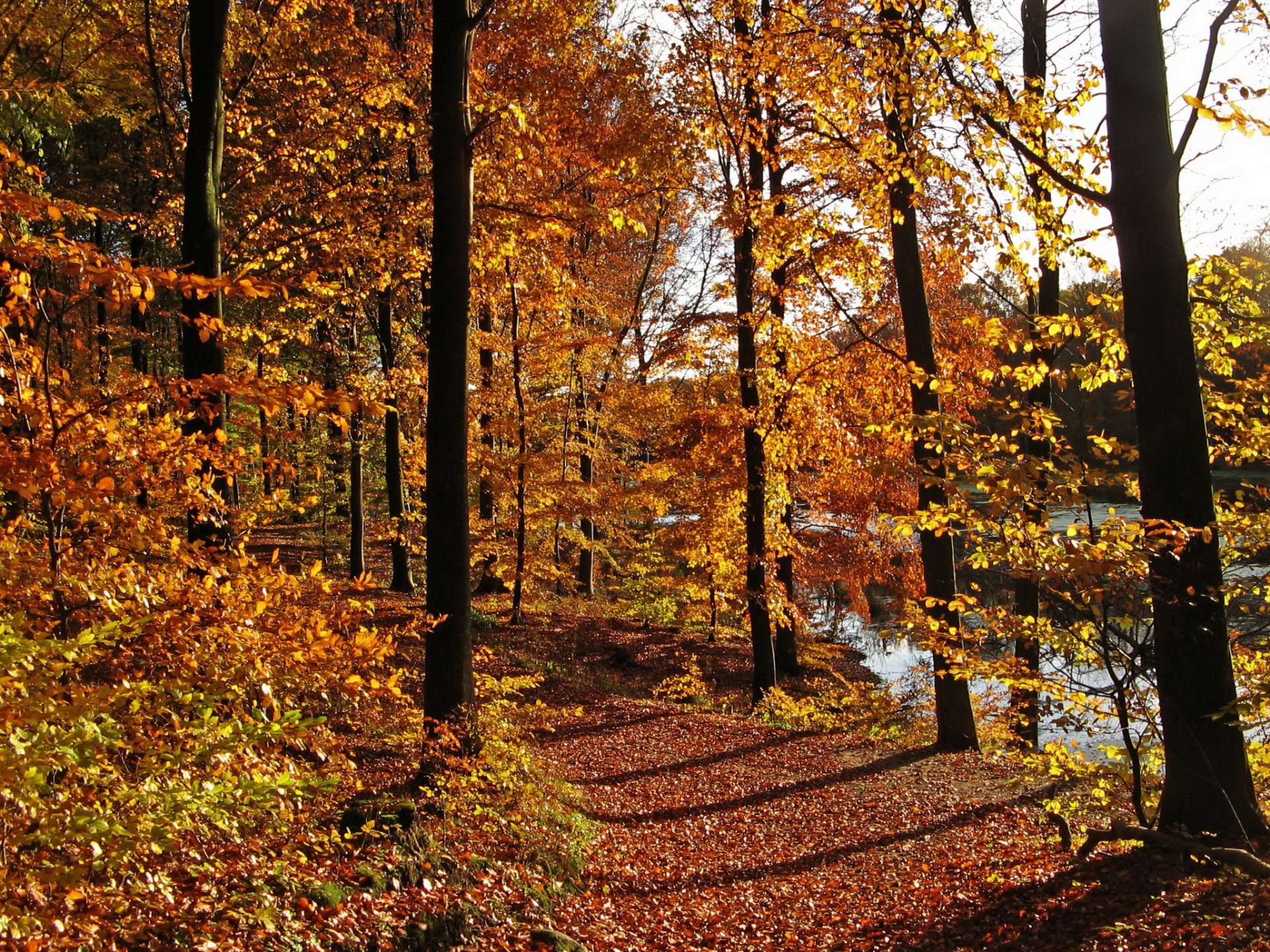 otoño árboles sendero hojas naturaleza foto