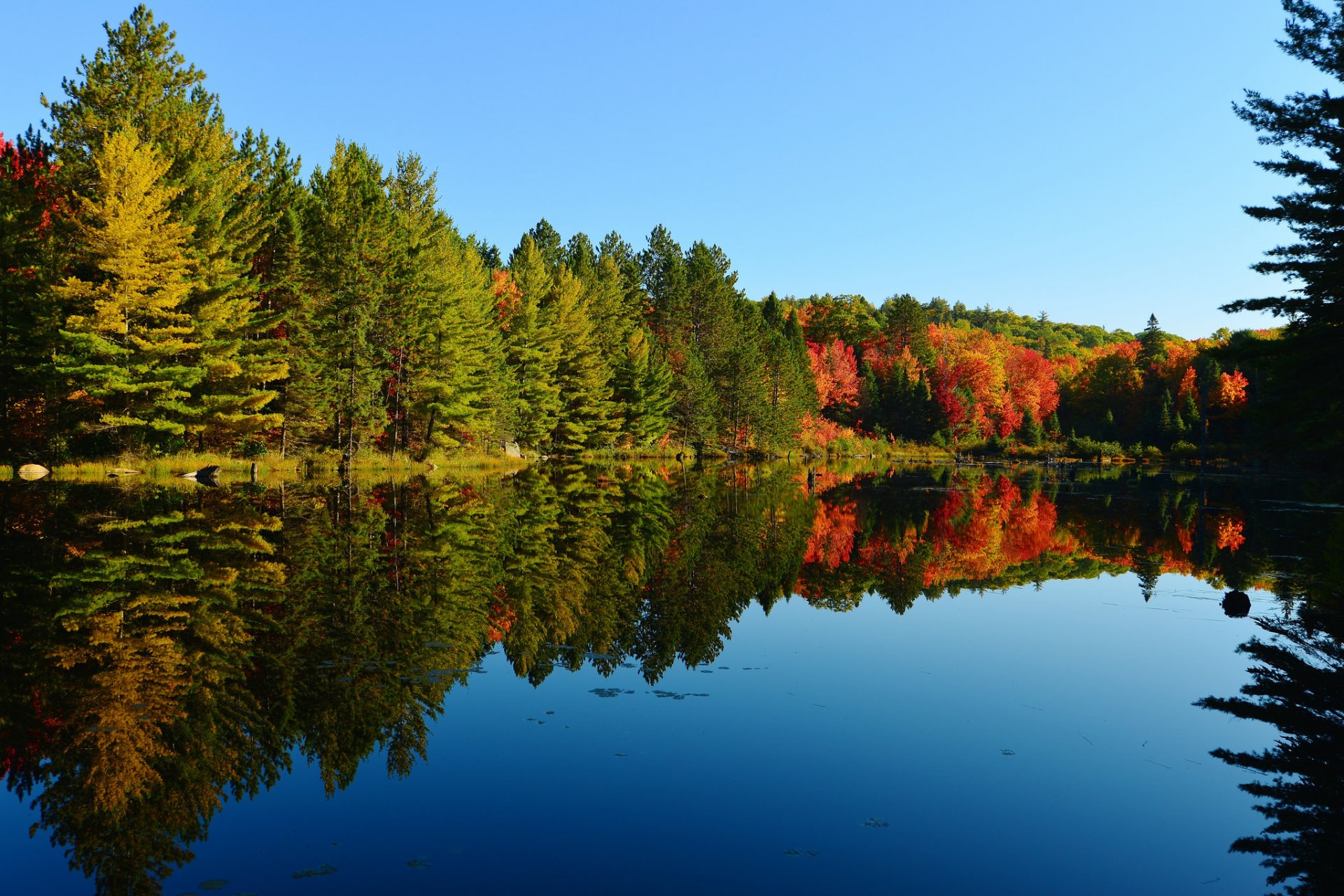 ciel forêt lac arbres automne