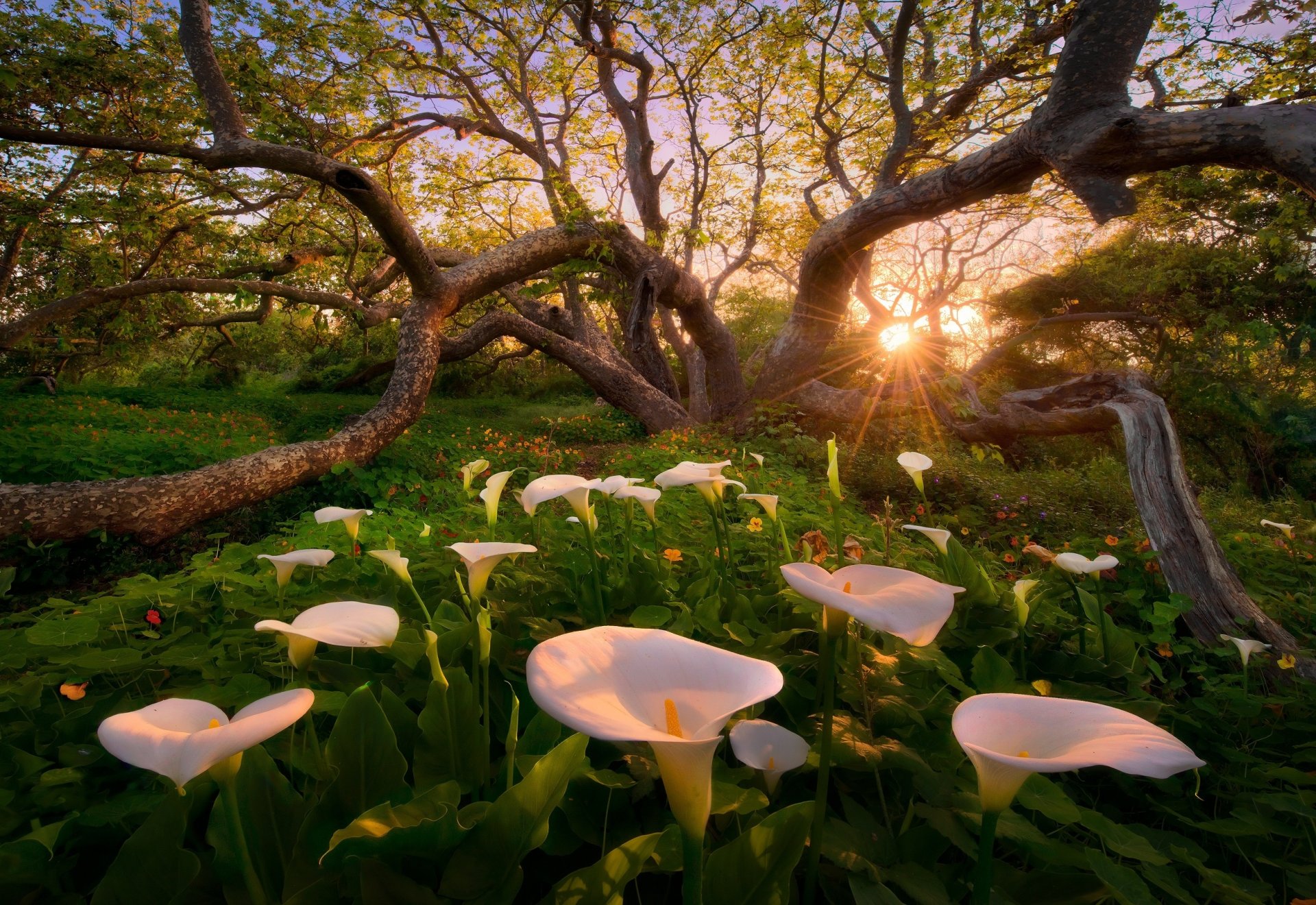 paradies auf erden calla