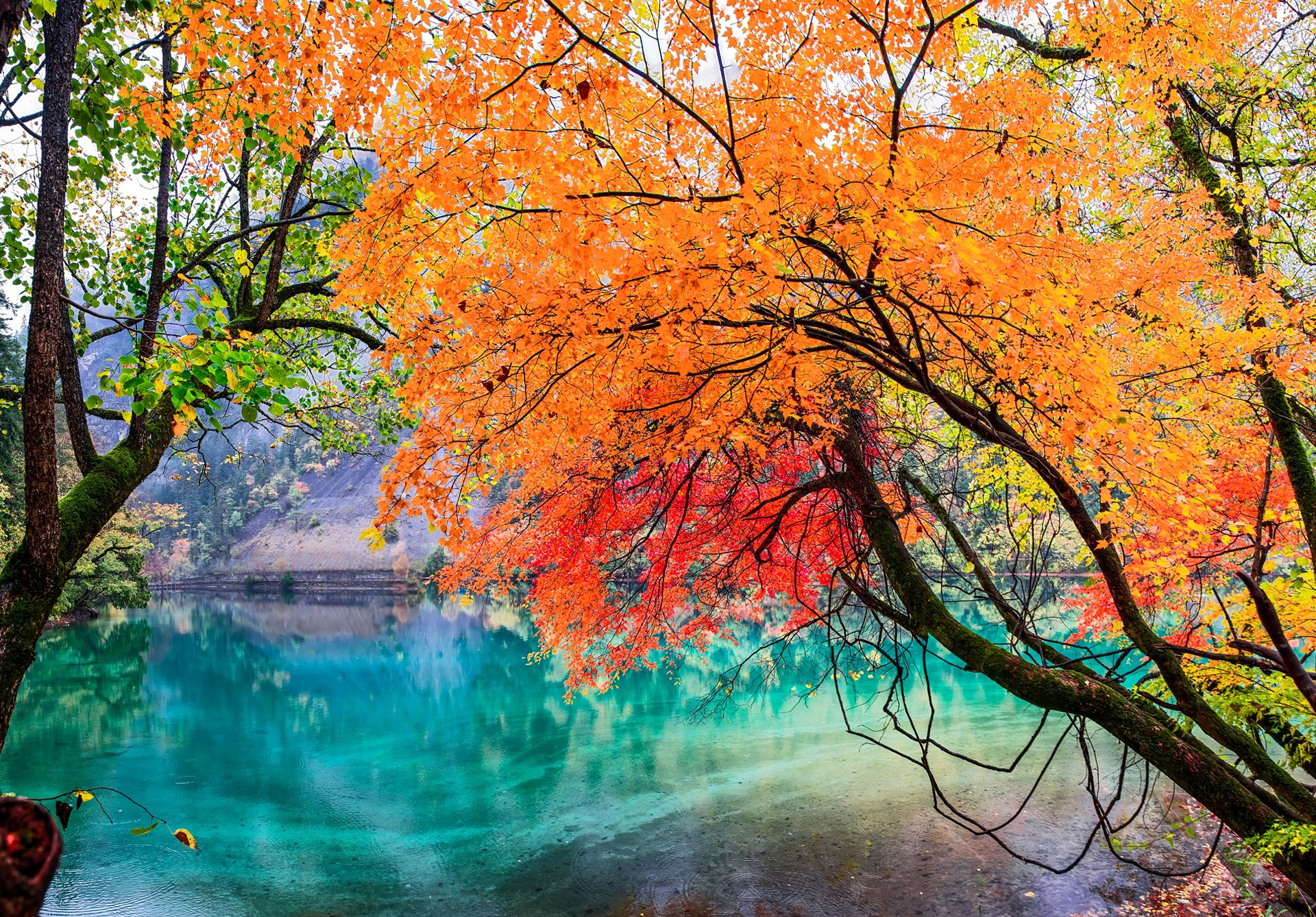 parque nacional de jiuzhaigou sichuan china lago árboles hojas otoño