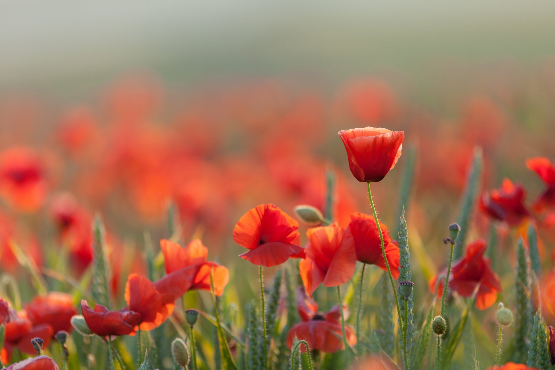 mohn sommer natur