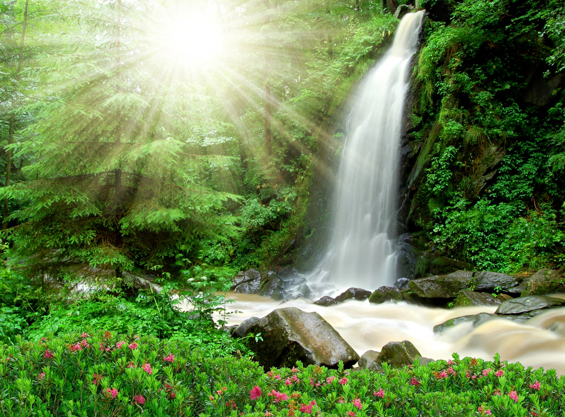 forest tree bush creek stones waterfall sun