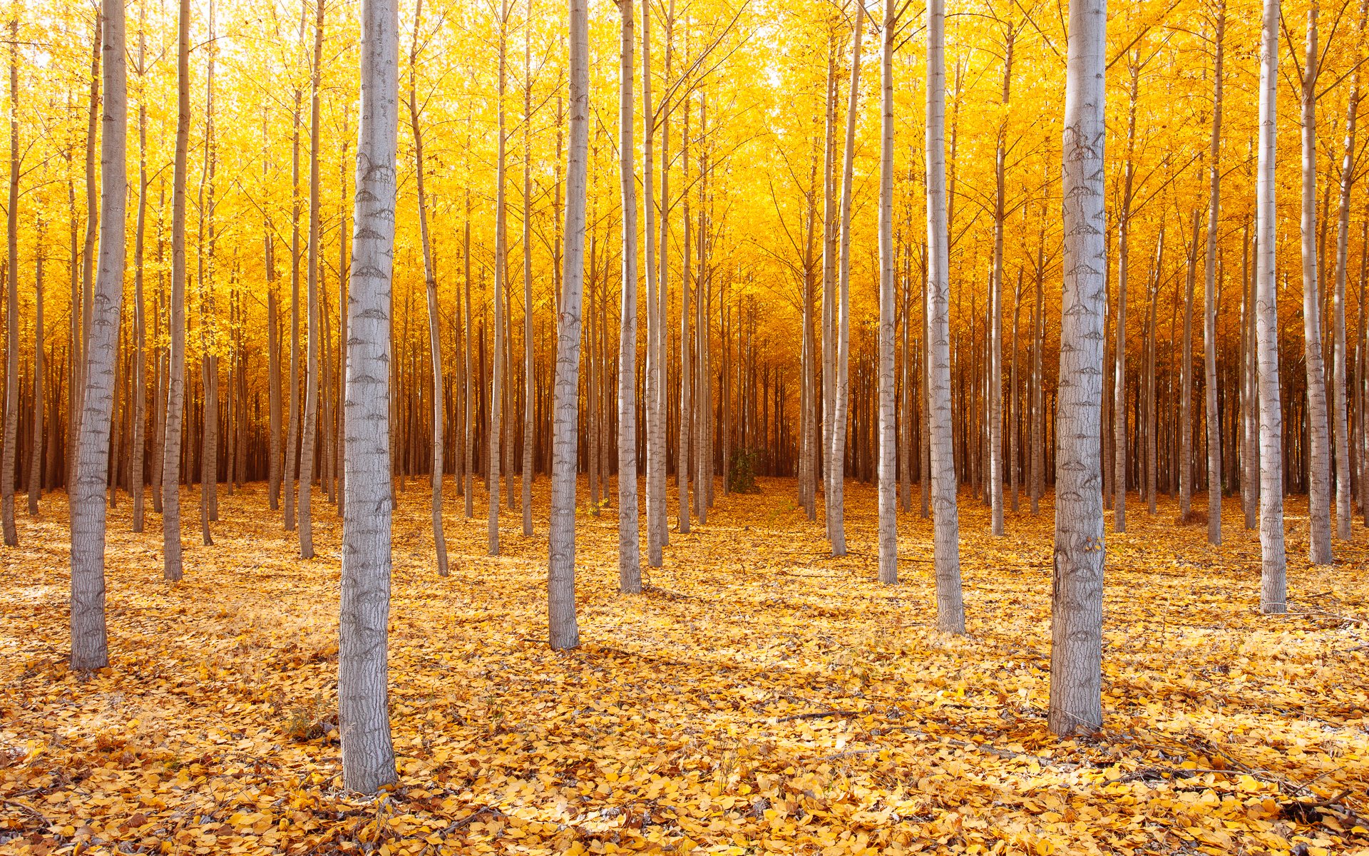 natura stati uniti oregon orientale alberi autunno ottobre