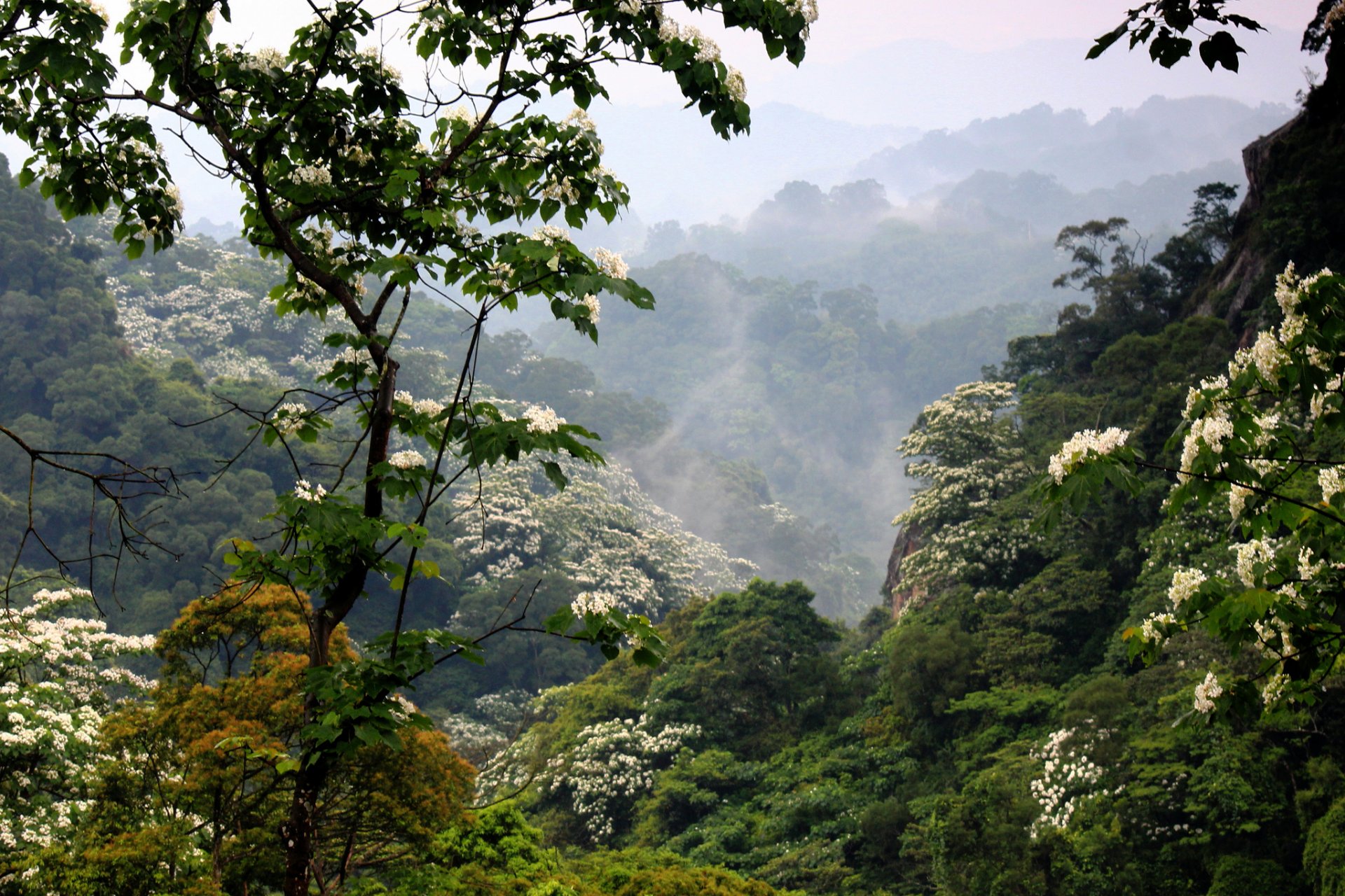 montagnes forêt brouillard floraison