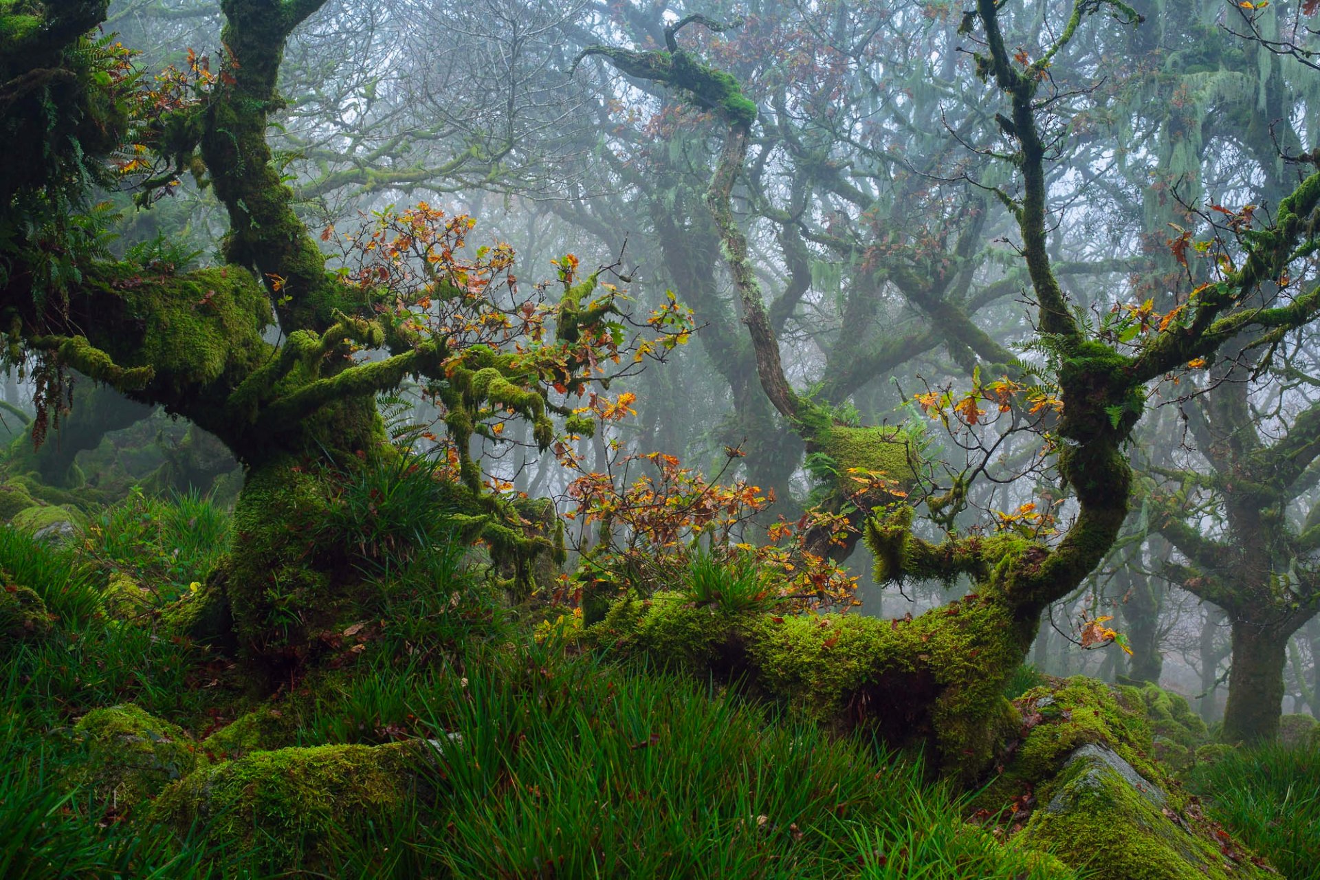 suroeste de inglaterra condado de devon parque nacional de dartmoor otoño octubre bosque árboles robles ramas follaje musgo hierba