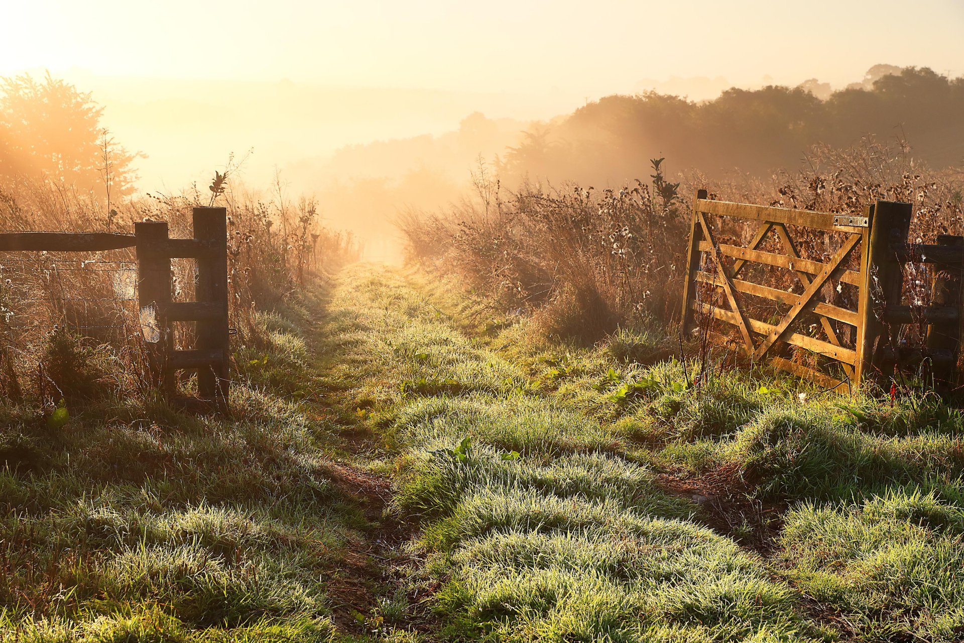 morning fog fence the field nature landscape