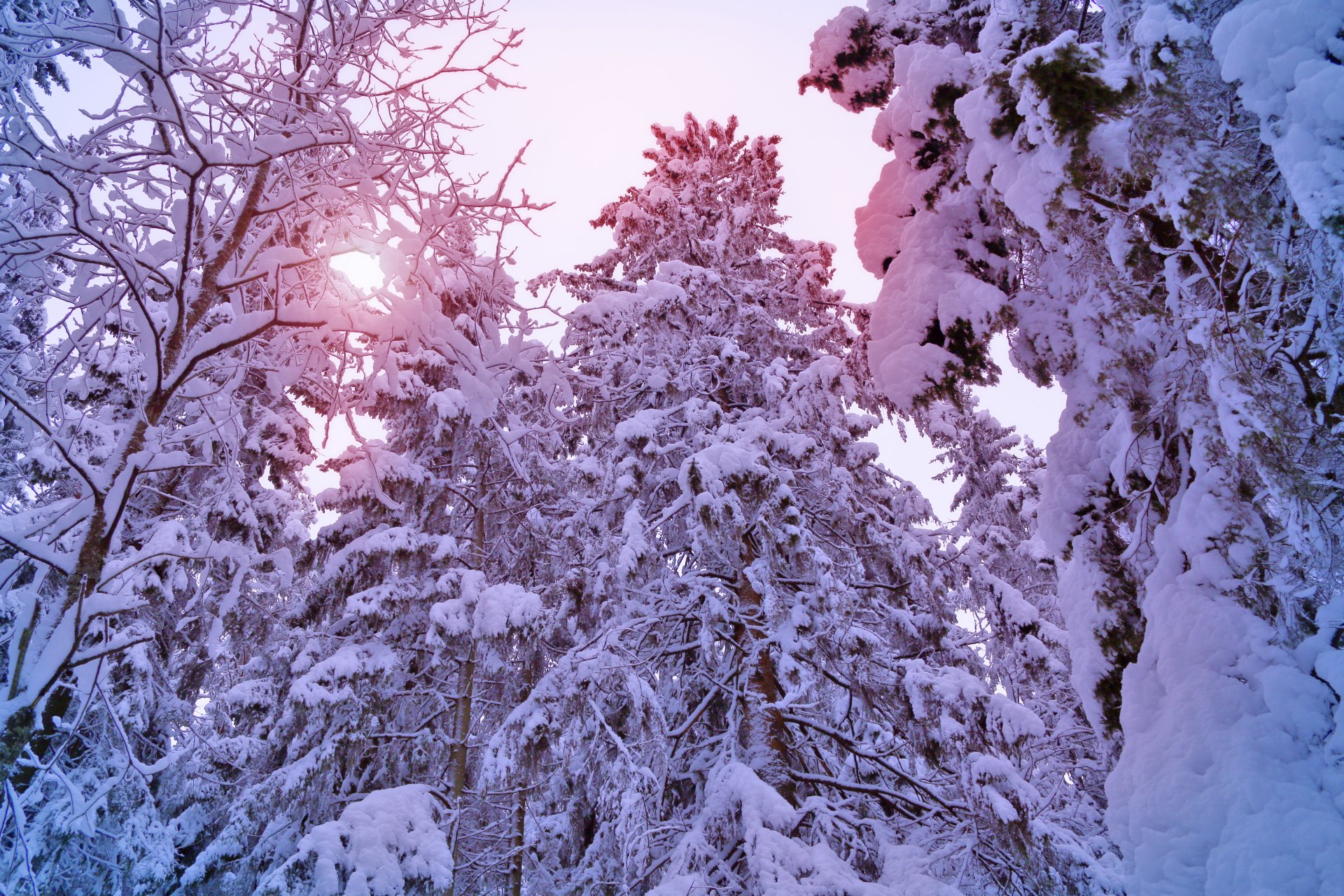 winter bäume tannen kiefern wald schnee weihnachtsbäume sonne licht winter kiefer baum