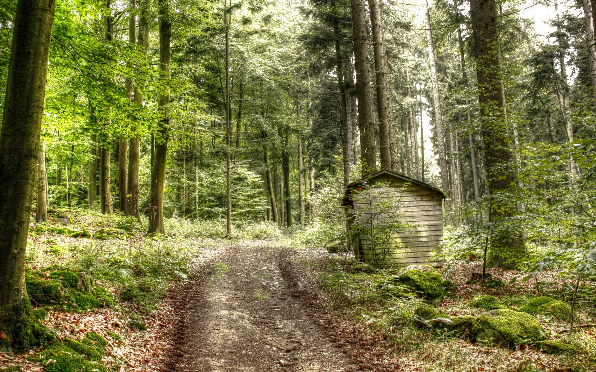 foresta strada natura