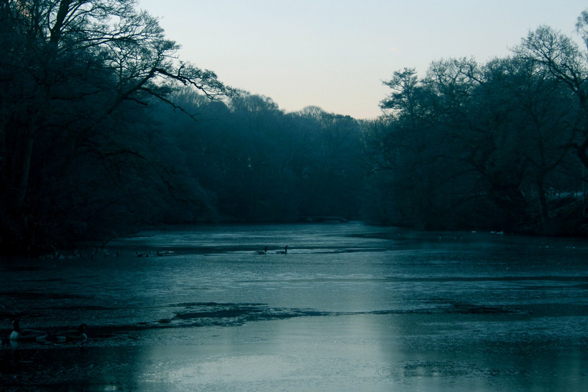 fluss wasser bäume wald zweige vögel nebel kälte herbst