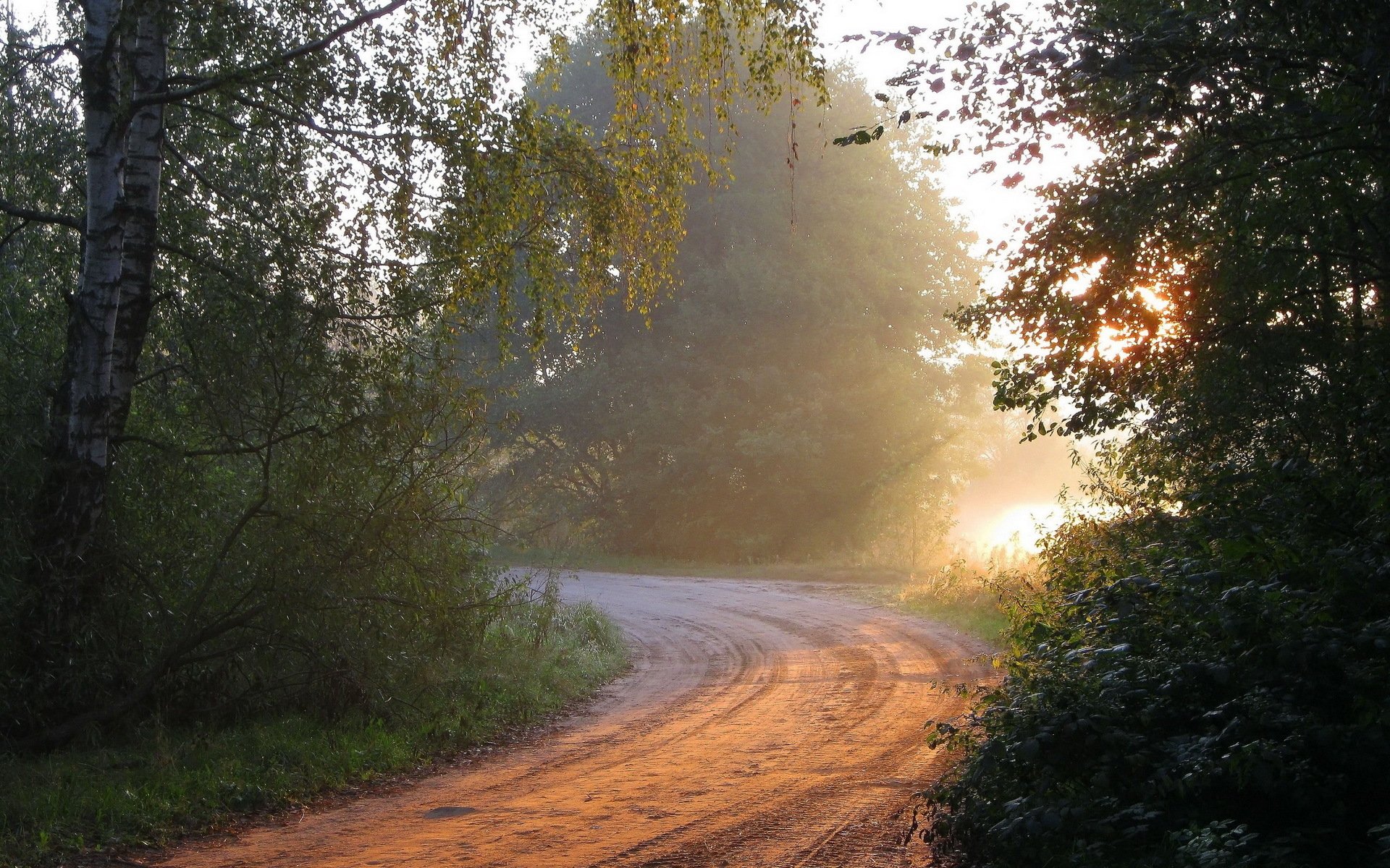 mattina foresta strada natura luce