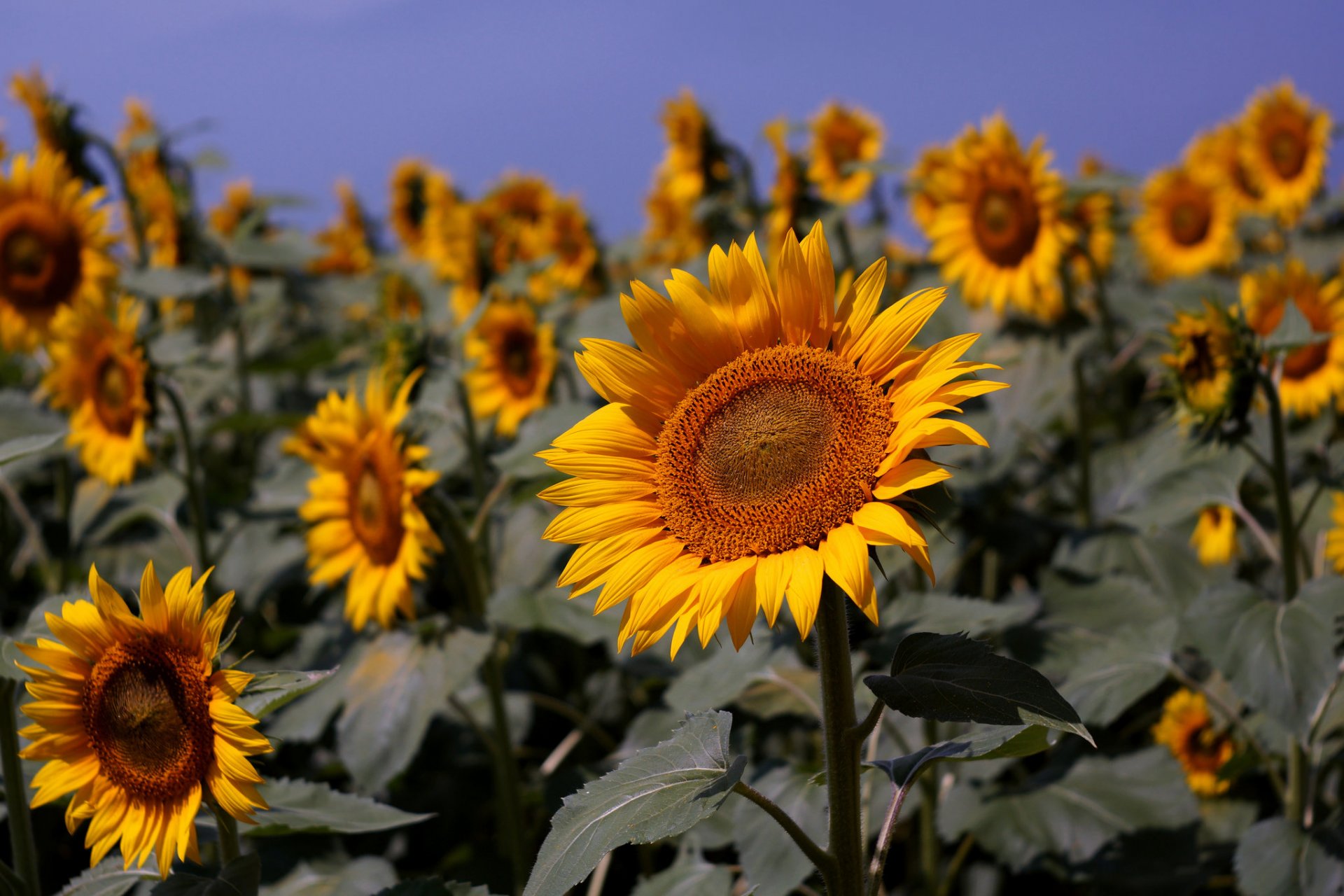 unflowers the field summer nature blue sky