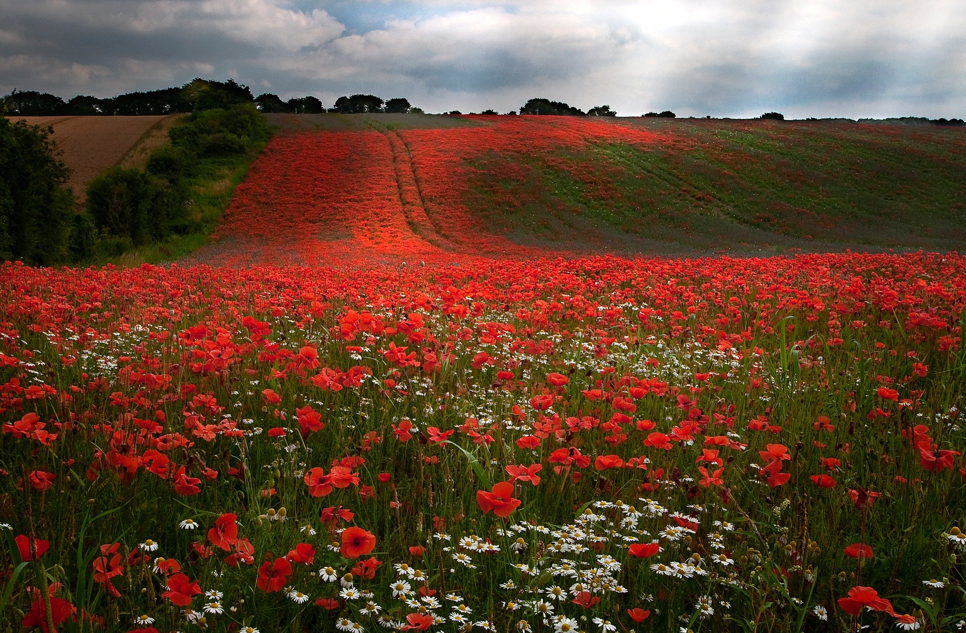 cielo nuvole campo colline alberi fiori papaveri