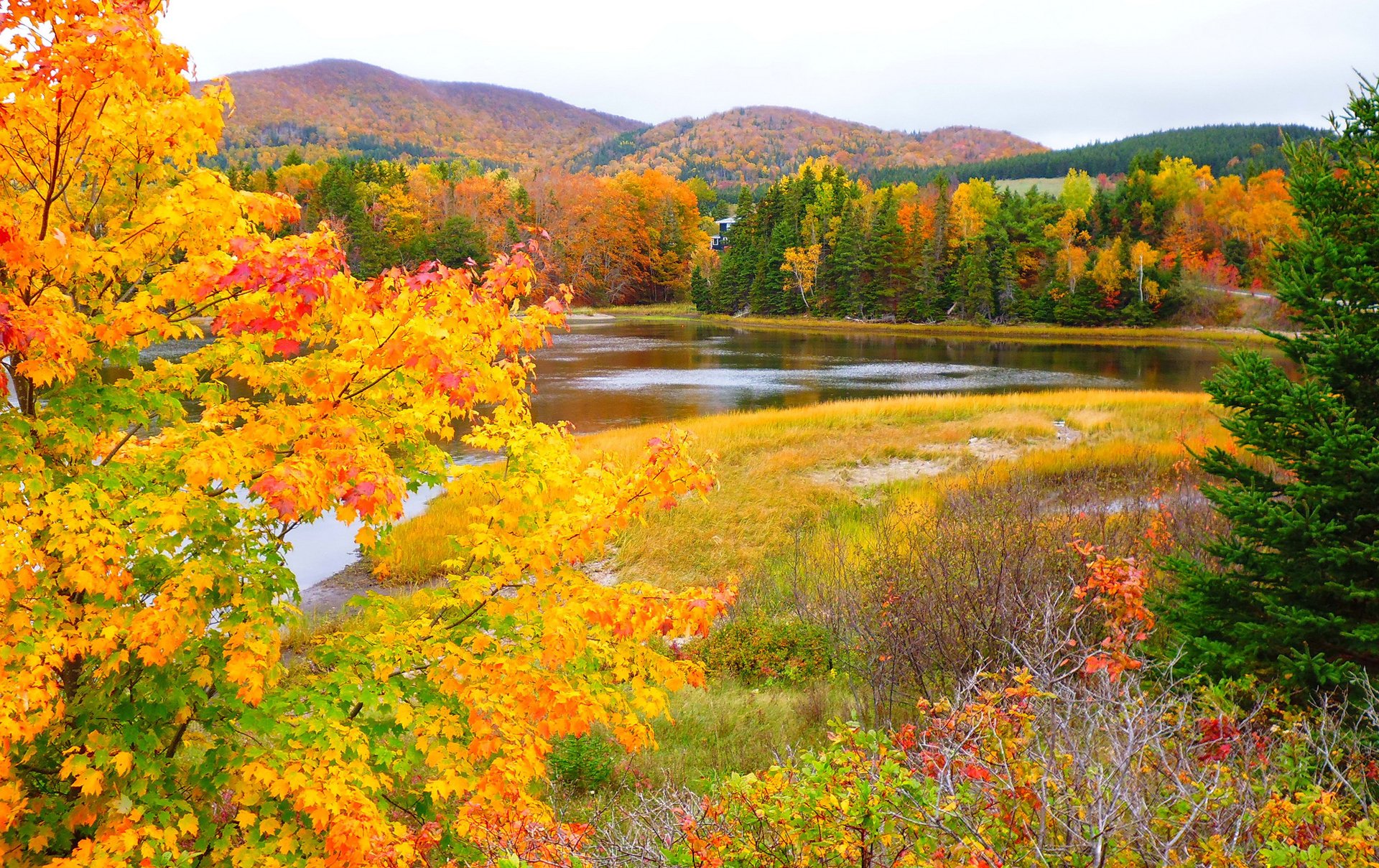 ky mountain forest river leaves tree autumn