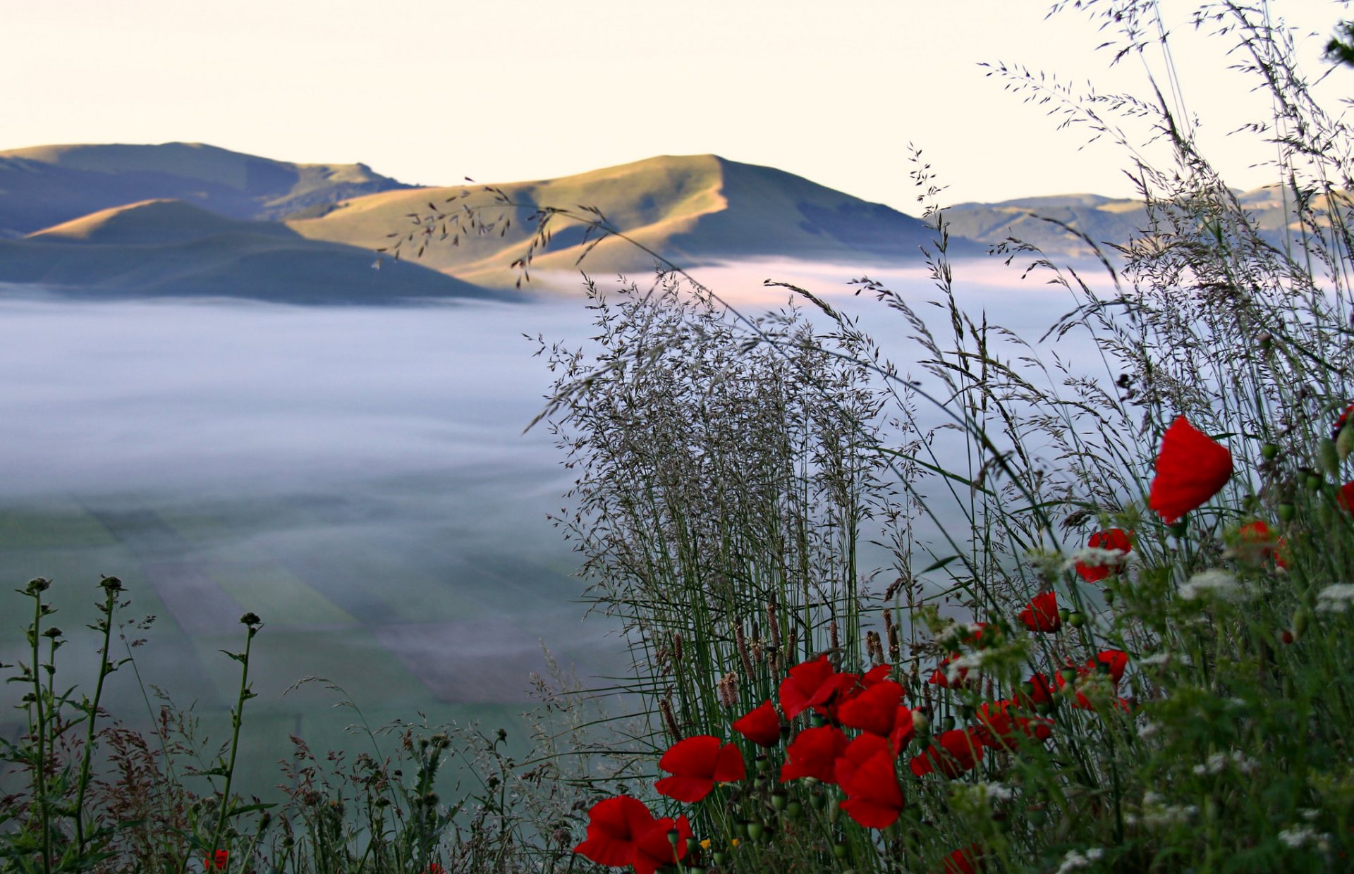 cielo montañas valle campos niebla hierba flores amapolas