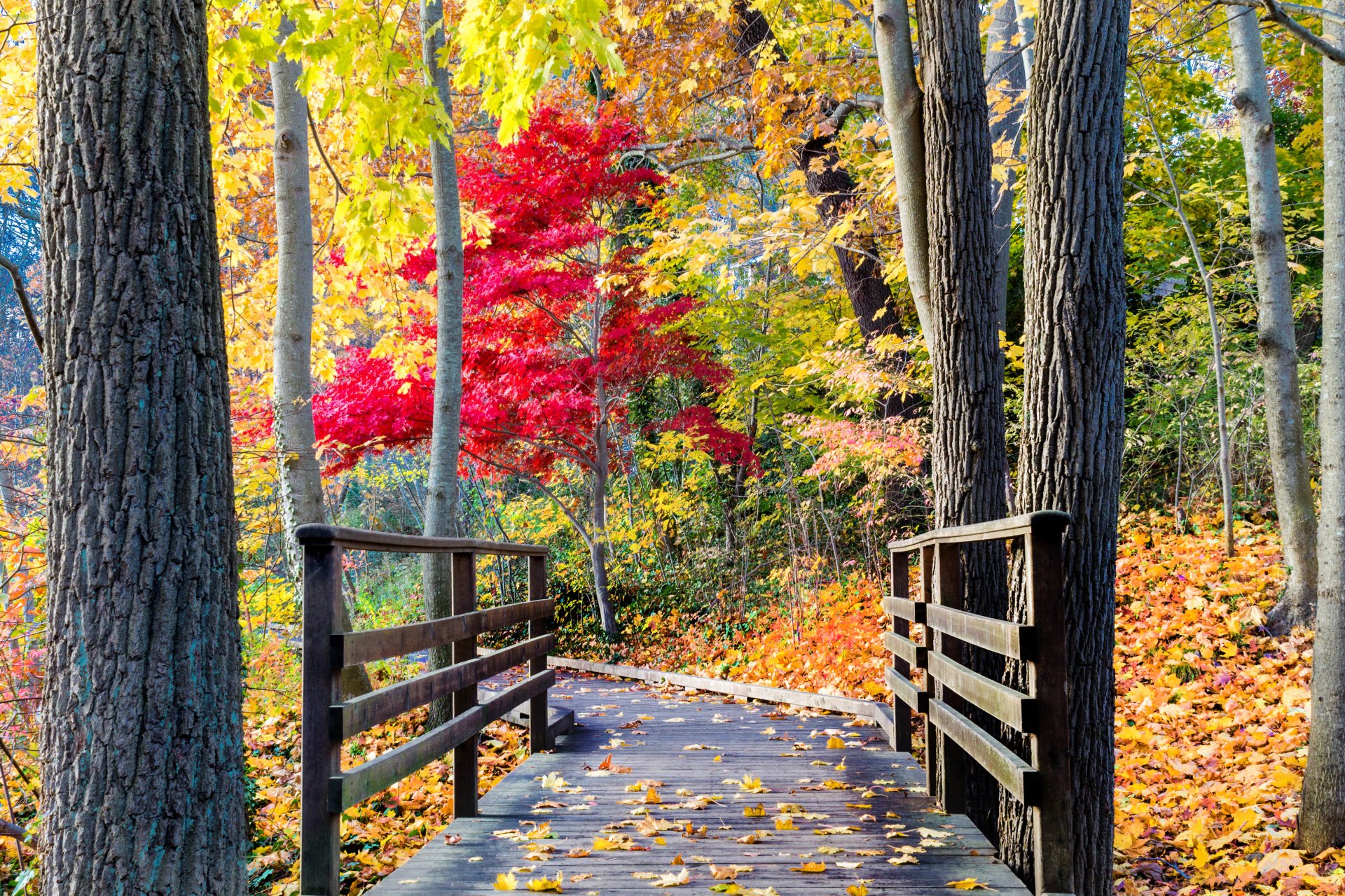 nature forest park trees leaves colorful road autumn fall colors walk