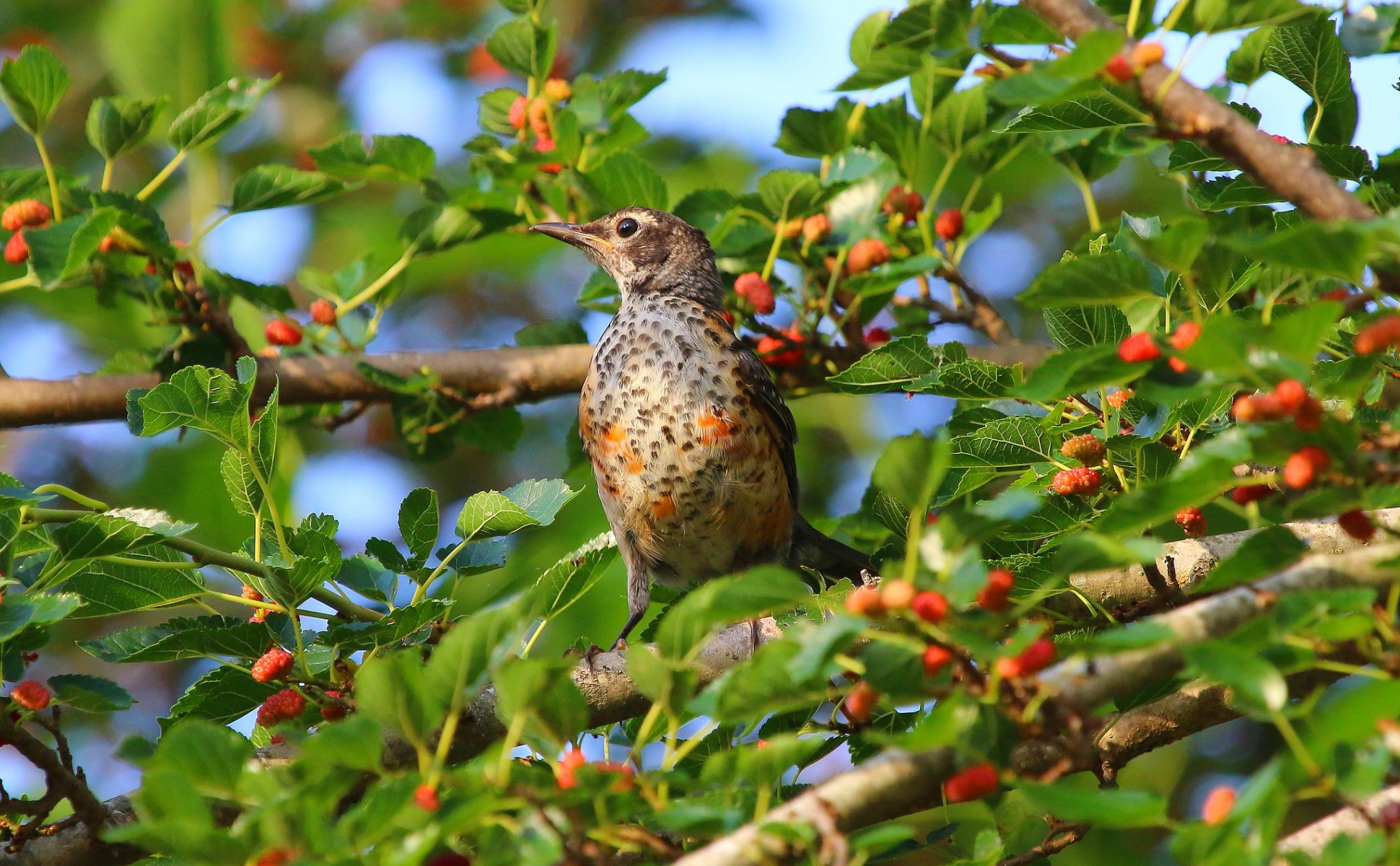 arbre feuilles baies mûrier oiseau mûrier