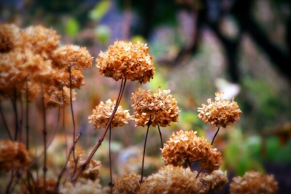 Herbst. Trockene Blumenmützen