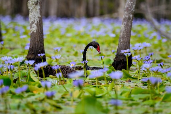 Nenúfares azules cisne negro