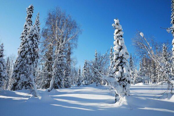 Paisaje de invierno en el bosque en un claro