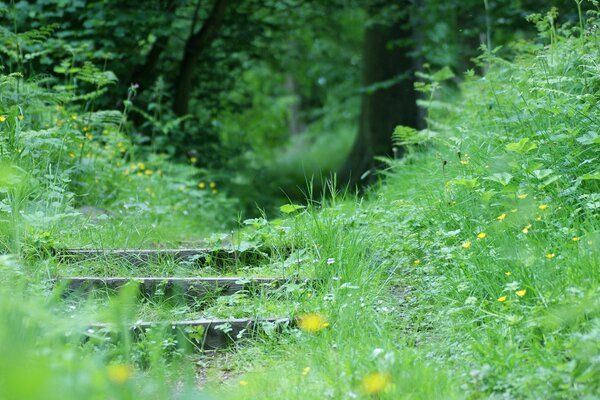 Steps in the park overgrown with grass and flowers