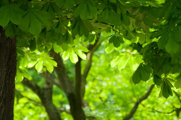 Feuilles de châtaignier vert vif et tronc d arbre