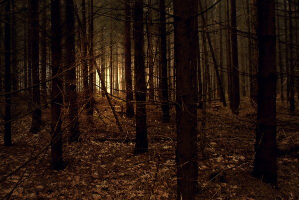 Barlumi di luce nella foresta oscura