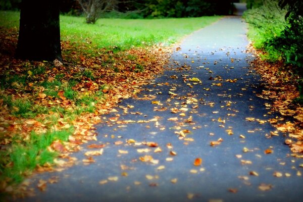 Дорога в парке покрытая золотом осенних листьев