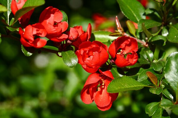 Branche de coing en fleurs au printemps