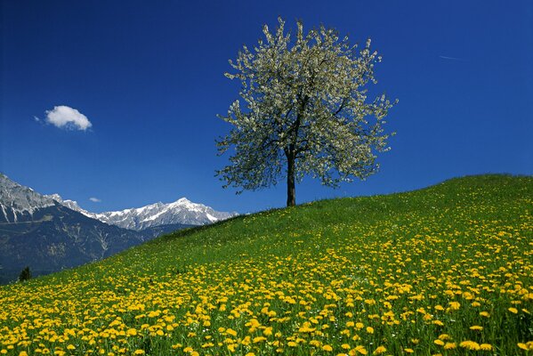 A tree in a field with dandelions on the background of mountains