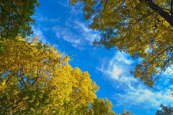 Ciel d automne belles feuilles jaunes