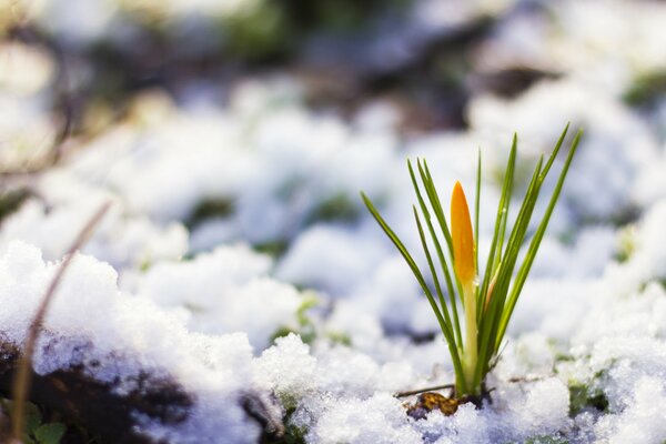 Die erste Krokusblume im Schnee