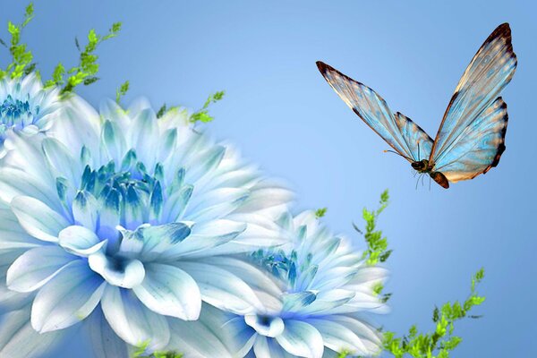 Ein Schmetterling setzt sich auf eine weiße Blume